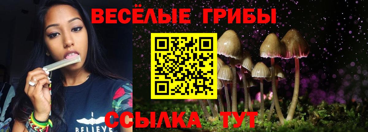 Псилоцибиновые грибы Psilocybine cubensis Томск